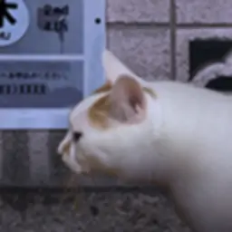 翌日5:猫之怪奇谭