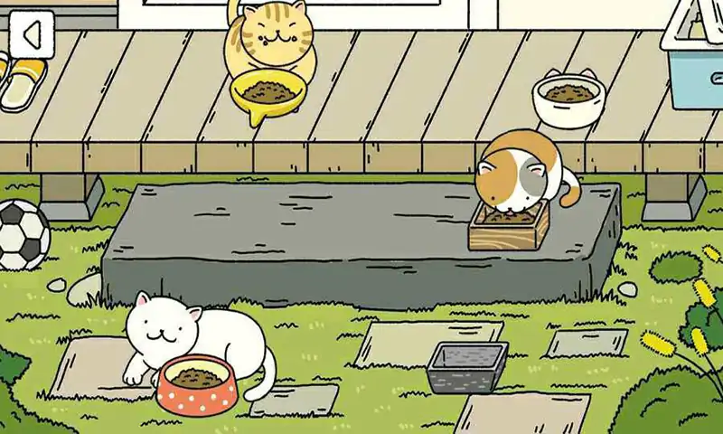 一起来养猫